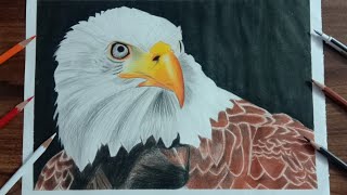 How To Draw An Eagle With Colour/Time-lapse😀