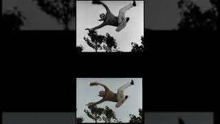 Divot Diggers (1936) - "Get outta here" Scene [Official Colorization]