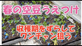 そらまめ定植、春に種まきしたものを植えて農業的なワンチャン狙う