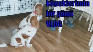 Evde İki Köpek Beslemek | CAVALİER KİNG CHARLES SPANİEL YAVRU KÖPEK EVDE BAKMAK ZOR MU?