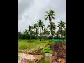 Hands to earth, life to Kokan's fields.#konkan #ratnagiri #rice #farm #farmer #vibes  #farmerlife