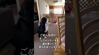 盗み食いしてごめんなさい‼️謝ってる犬が可愛すぎる　#バーニーズマウンテンドッグ #犬　#かわいい犬 #犬のいる暮らし #shorts