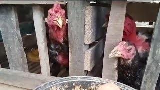 Ayam peliharaan baiknya dikurung saja saat musim hujan agar aman dari penyakit dan predator