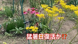 まるおの母　まるこの宿根草と低木の庭　2024 09 11 朝から蒸し暑く、気温がどんどん上がった庭。猛暑日が復活した⁉️ クジャクチョウらしき蝶がいたけど、逃げられました😰