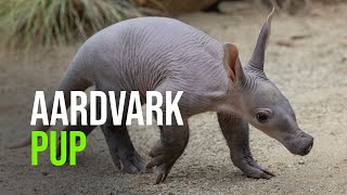 San Diego Zoo Welcomes an Aardvark Cub