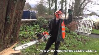 Beech Tree Dismantle Barbers Tree Services