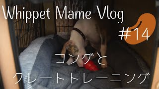 EP14 コングとクレートトレーニング　ウィペットの子犬　Whippet Mame Vlog