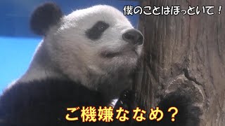 9/14シャオシャオご機嫌斜め？追加も食べずに木の上でぐずってる…giantpanda @tokyo 上野動物園