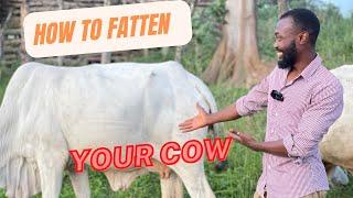 THE SECRET HACK TO FATTENING YOUR CATTLE IN AFRICA- You won't believe how cheap and easy it is