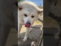 akitadog お水飲むのが下手くそな秋田犬