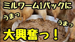 ミルワーム1パックに大興奮っ！【卵の自給自足計画】【ボリスブラウンひよこ】