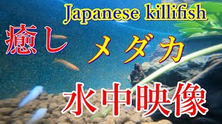 癒し　メダカ　水中映像　ヒーリング　Japanese killifish