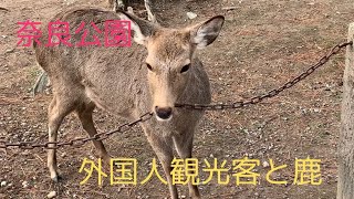 【奈良公園】外国人観光客と鹿　東大寺参道