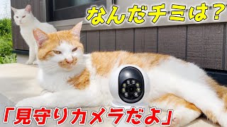 猫ちゃん達の留守番を監視できる便利すぎるカメラを頂きました！[FIRSTCHOICE 見守りカメラ]