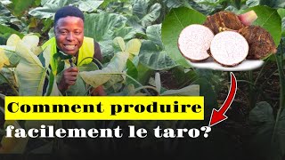 Comment produire facilement le taro?
