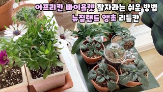 아프리칸 바이올렛 이렇게 해보세요/뉴질랜드 앵초 다시 꽃대 올려요/Easy way to raise African violet well