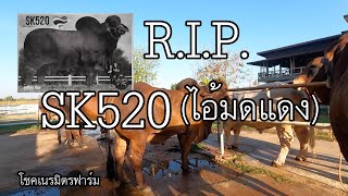 R.I.P. SK520 ไอ้มดแดง Iสุดยอดพ่อโคบราห์มัน I โชคเนรมิตรฟาร์ม