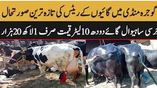 Today Gojra Maveshi Mandi l Cows and Buffalo Fresh updates khubsurat janwar