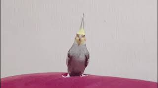 野太い足にびっくりするオカメインコ