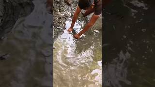 I helped the stranded fish get home 😮😱🐬(Toi giup con ca mac can ve nha)#shorts #animals #funny