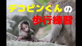 デコピンくんの歩行練習