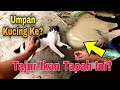 Tak Percaya??? Cubalah!! Khidmat Pada Kucing, Umpan Ikan Tapah Di Sambar Lagi !