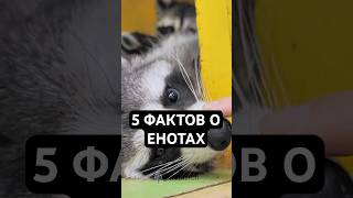 5 фактов о енотах  🦝 – удивительные и хитрые создания! #еноты #енотики