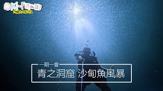 沖繩青之洞窟 期間限定的 沙甸魚風暴 七年來最震撼的一次