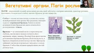 Пізнаємо природу 5 клас НУШ. §43 Які органи  у квіткової рослини