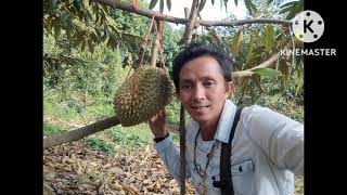 ทุเรียนภูเรือ จังหวัดเลย