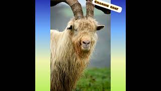 The Chamois Goat.🐐