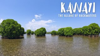 Kavvayi Island | Kavvayi Backwaters | Kavvayi Mangrove forest