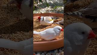 Eumo Siberian Goldfinch and white zebra finch xl feeding on seeds from @verselelagapetfood