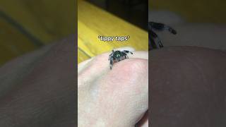 Happy Jumping Spider - Phidippus Regius #regal #cuteanimals #jumper #spider