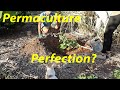 Will This Plant Change Everything? | Permaculture's Perfect Chop & Drop | Growing Comfrey in AZ