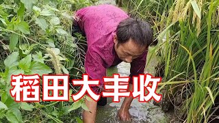 一块10多亩的超大稻田，投放180条稻花，真没想到能收获这么多鱼【山村大雄】