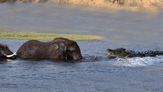 Paling SERU !!!  7 Momen Buaya Uji Nyali Menyerang Gajah - Pertarungan GAJAH vs BUAYA Dan Hewan Lain