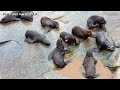 Wild Steller Sea Lion Pups Mimicking Bull Behavior with Play Fighting