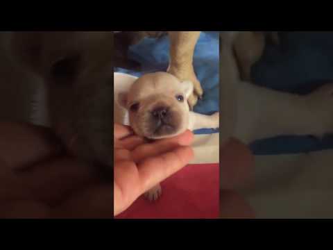 French Bulldog, Frenchie, Puppies, Dogs, For Sale, In Atlanta ...