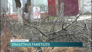 Drasztikus fametszés – Erdélyi Magyar Televízió