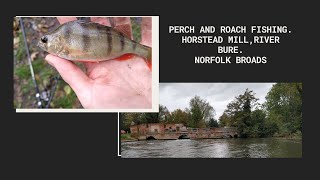 Perch and Roach Fishing • Horstead Mill • Norfolk Broads • River Bure • October 2019