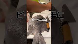 魚屋の旦那が嫁が奇跡的に釣った【石鯛】63cm 捌いてくれた。#shorts #石鯛