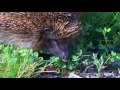 how to help hedgehogs