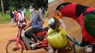 parrot talking റെഡ്മി \u0026റോക്കി\u0026 മിന്നു ന്റെ  8 ഇടൽ ഡ്രൈവിംഗ് ടെസ്റ്റ്‌ വേറെ ലെവൽ 🤣✌️black cap lorry