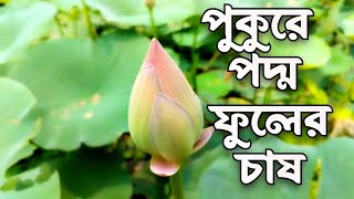 পুকুরে পদ্ম ফুলের চাষ | শখ করে ছোট পুকুরে পদ্ম ফুলের চাষ করে সফলতা | কণ্ঠে বিথি বর্মন |