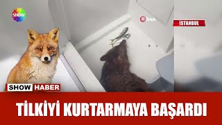 Denizden tilki çıktı!