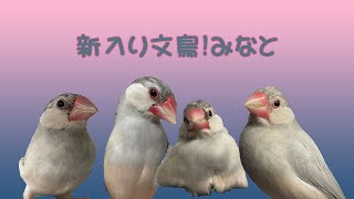 【シルバー文鳥】はじめまして湊(みなと)です Hi! I'm Minato, the silver Java sparrow.