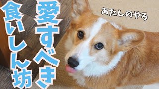 父の誕生日なのに自分のケーキだと信じて疑わないコーギー犬