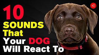 10 Sounds That Your Dog Will React To
