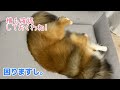 guguドギーを試す！ シェルティそらの日常